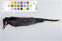 藏品(大卷尾)的圖片